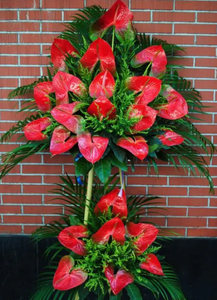 火鹤花花语是什么