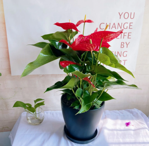 火鹤花花语是什么