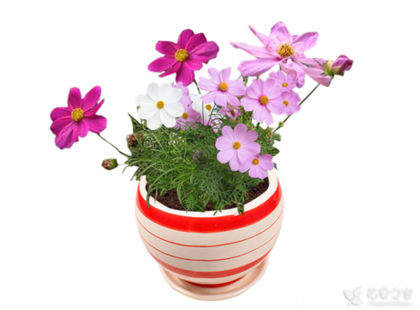 波斯菊的花语是什么