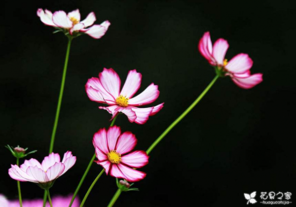 波斯菊的花语是什么
