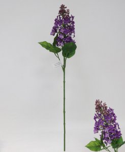 紫丁香的花语和寓意是什么 紫丁香花的真正含义