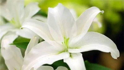百合花几朵代表什么意思 不同朵数百合花的含义
