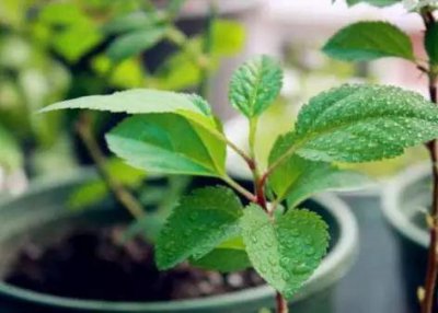 芒果核怎么种盆栽 芒果核的栽种方法讲解
