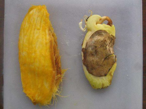 芒果核怎么种盆栽