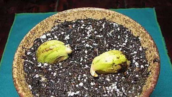 芒果核怎么种盆栽