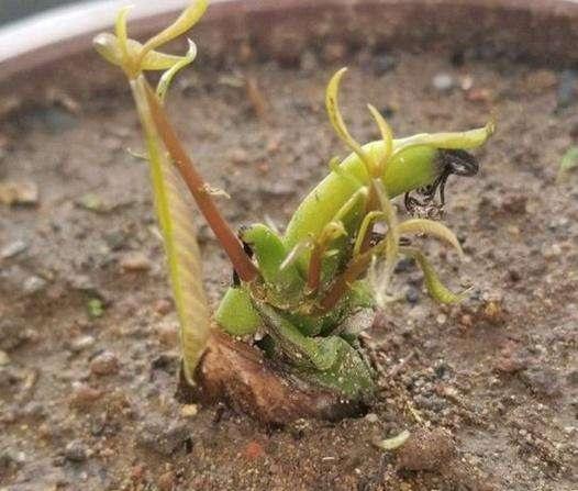 芒果核怎么种盆栽