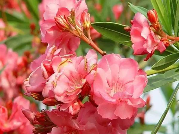 夹竹桃的花语是什么