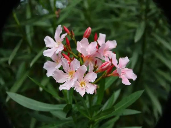夹竹桃的花语是什么