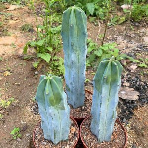 仙人掌科植物有哪些 仙人掌科花卉大全