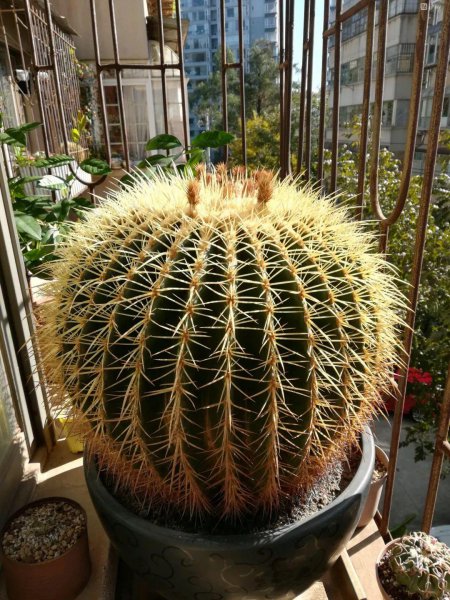仙人掌科植物有哪些
