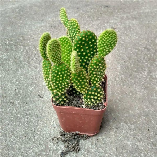 仙人掌科植物有哪些