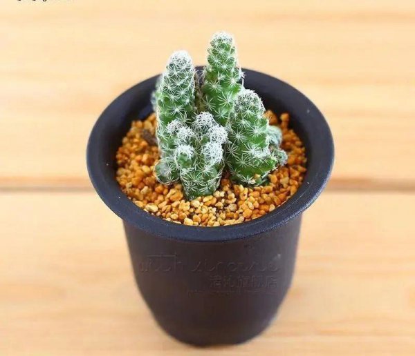 仙人掌科植物有哪些