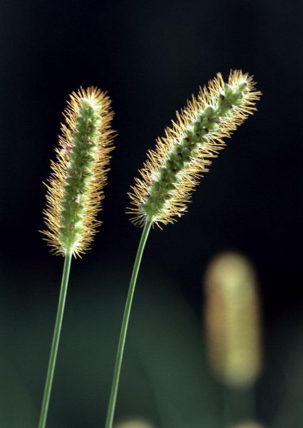 狗尾草的花语是什么