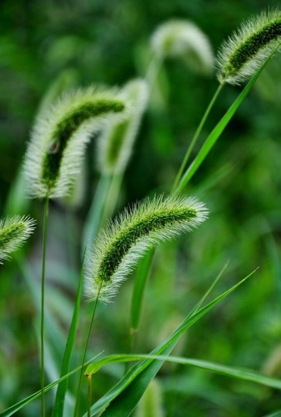 狗尾草的花语是什么