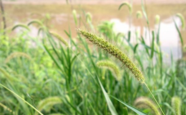 狗尾草的花语是什么