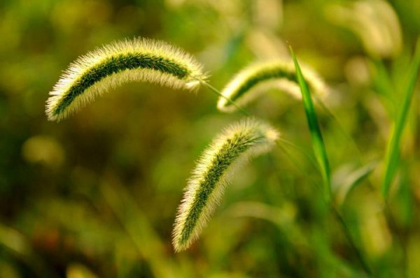 狗尾草的花语是什么