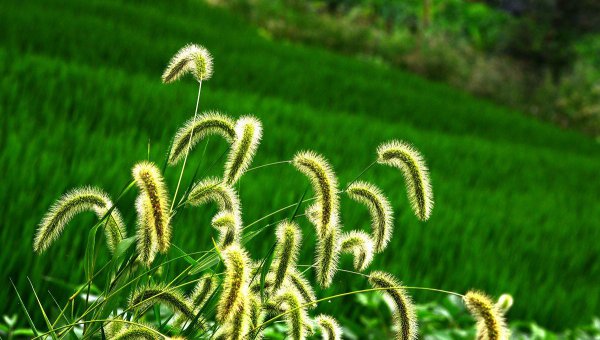 狗尾草的花语是什么