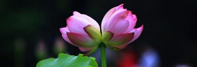 并蒂双生莲什么意思 双生莲的花语和寓意
