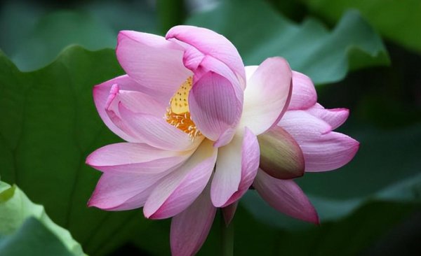并蒂双生莲什么意思