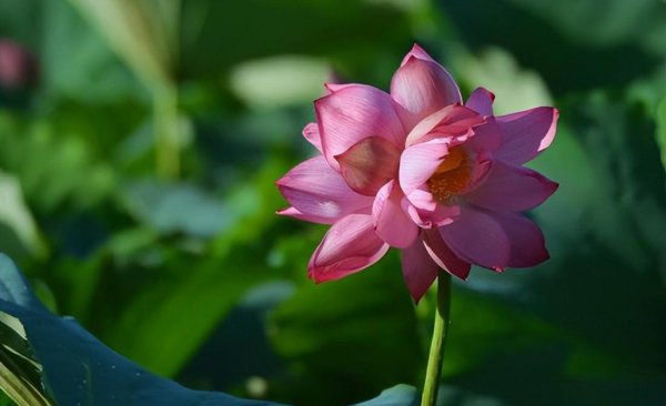 并蒂双生莲什么意思