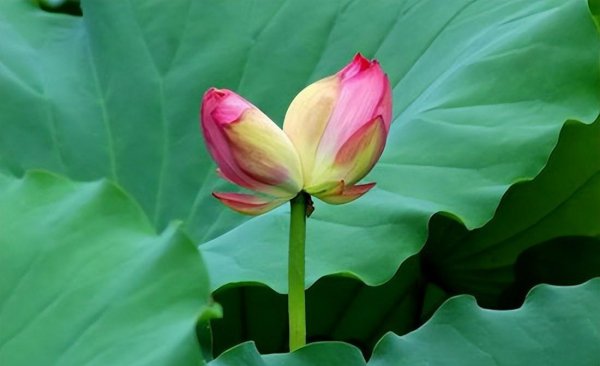 并蒂双生莲什么意思