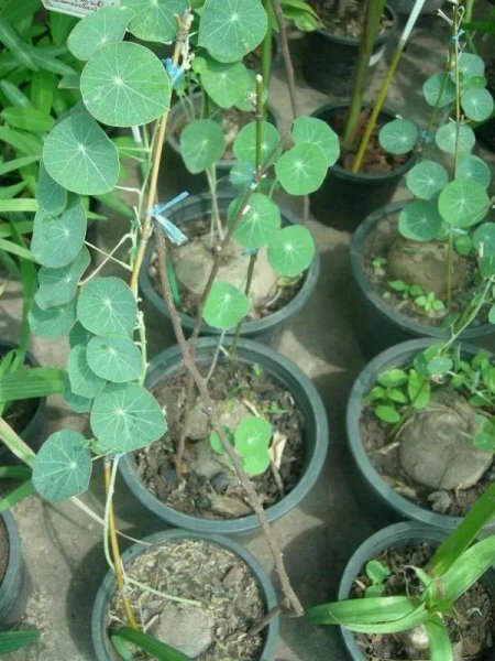 阳台适合种什么爬藤植物