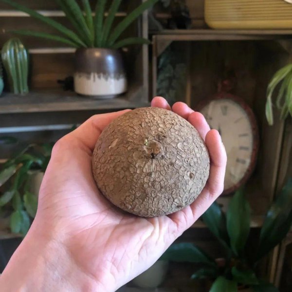 阳台适合种什么爬藤植物