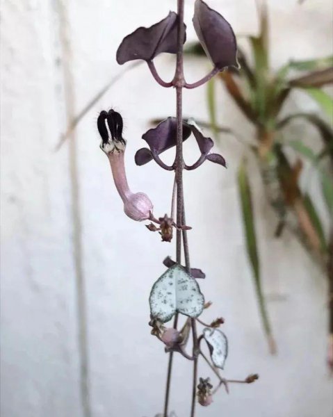 阳台适合种什么爬藤植物