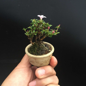 六月雪盆景怎么养 六月雪养护的正确方法