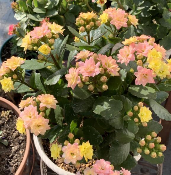 长寿花的盆栽怎么养
