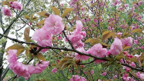 樱花的花语是什么