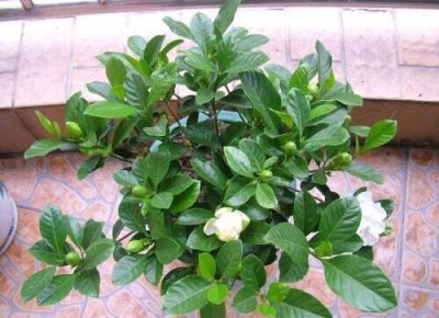 盆栽小叶栀子花怎么养 小桅子花的养护知识