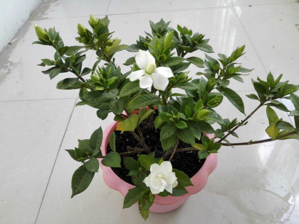 盆栽小叶栀子花怎么养