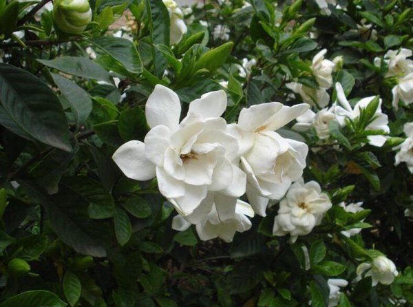 盆栽小叶栀子花怎么养