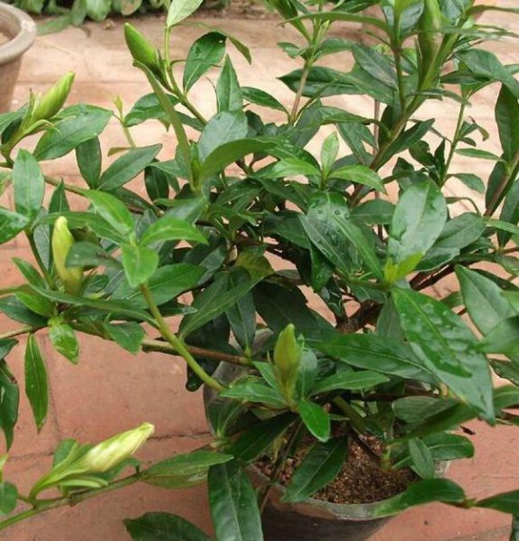 盆栽小叶栀子花怎么养
