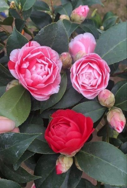 茶花盆栽怎么养