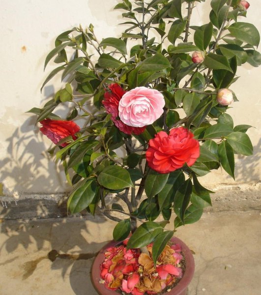 茶花盆栽怎么养