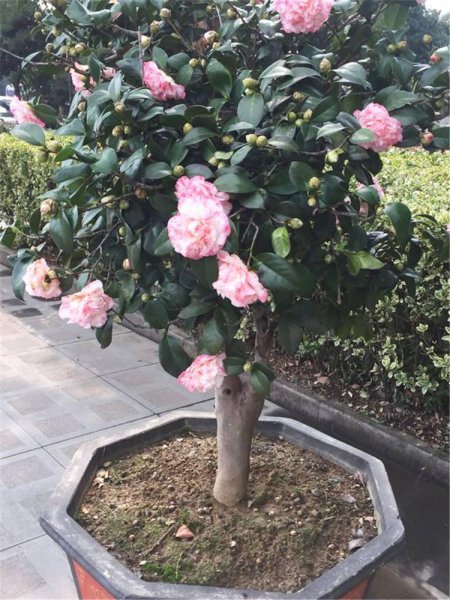 茶花盆栽怎么养