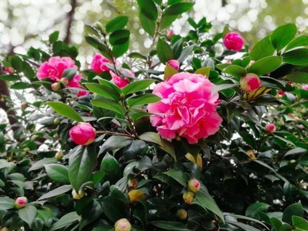 茶花盆栽怎么养