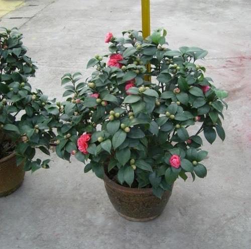 茶花盆栽怎么养