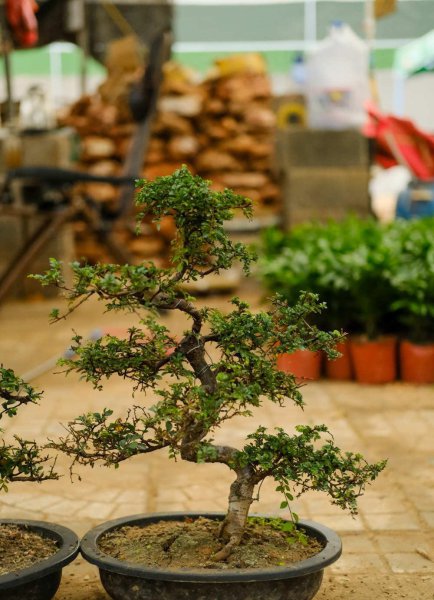常见盆景植物有哪些