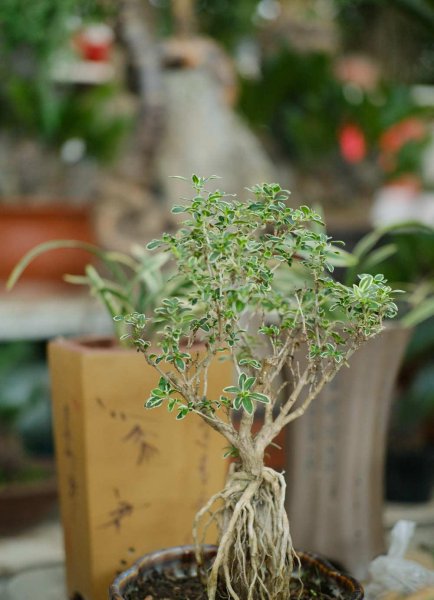 常见盆景植物有哪些
