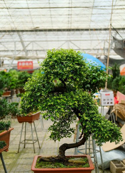 常见盆景植物有哪些