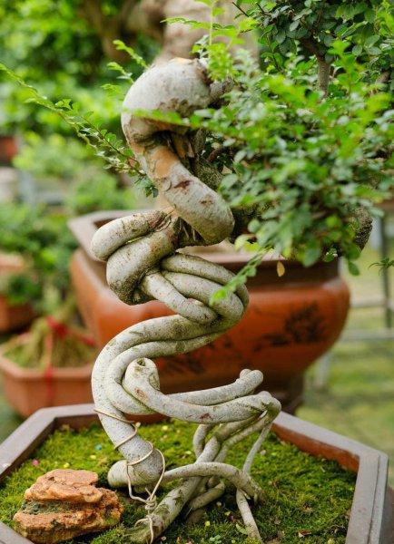 常见盆景植物有哪些