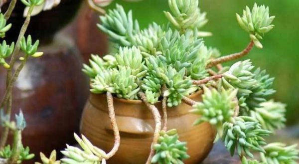 千佛手多肉植物怎么养