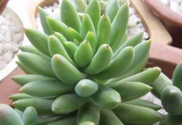 千佛手多肉植物怎么养