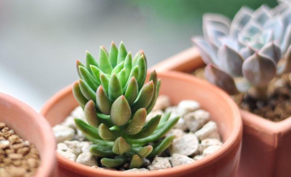 千佛手多肉植物怎么养