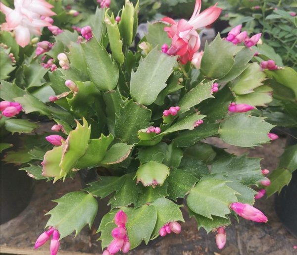 小盆栽什么花好养又好看