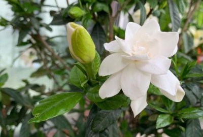 盆栽栀子花怎么养 栀子花的养殖方法和注意事项