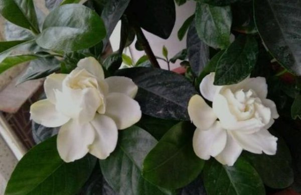 盆栽栀子花怎么养